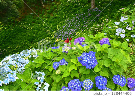 静岡県　可睡ゆりの園　一面の紫陽花 128444406