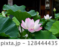 美しい蓮 128444435