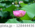 蓮 128444436