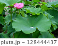 蓮の葉に水 128444437