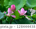 蓮の花 128444438
