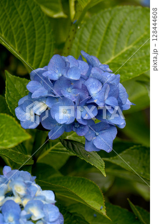 紫陽花の花 128444608