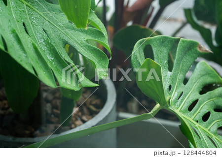 tree in rainy season with raindrop on tropical tree leaf in garden 128444804