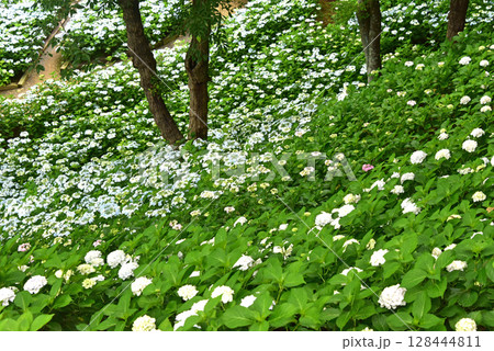 静岡県 可睡ゆりの園 一面の紫陽花 静岡県 可睡ゆりの園 一面の紫陽花 128444811