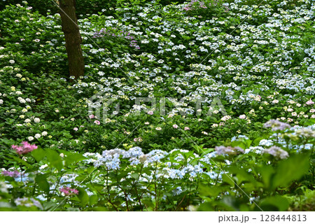 静岡県　可睡ゆりの園　一面の紫陽花 128444813
