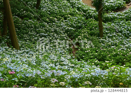静岡県 可睡ゆりの園 一面の紫陽花 静岡県 可睡ゆりの園 一面の紫陽花 128444815