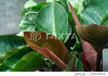 tree in rainy season with raindrop on tropical tree leaf in garden tree in rainy season with raindrop on tropical tree leaf in garden 128444825