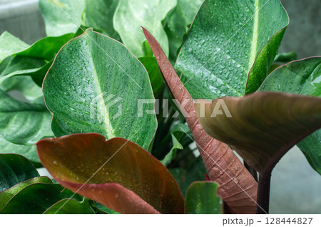 tree in rainy season with raindrop on tropical tree leaf in garden tree in rainy season with raindrop on tropical tree leaf in garden 128444827
