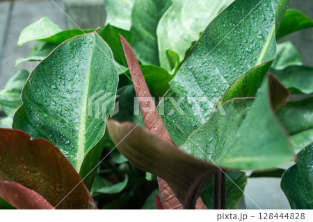 tree in rainy season with raindrop on tropical tree leaf in garden tree in rainy season with raindrop on tropical tree leaf in garden 128444828