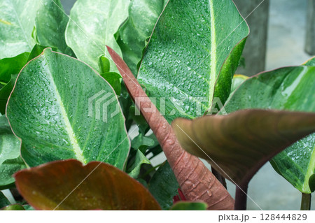 tree in rainy season with raindrop on tropical tree leaf in garden 128444829