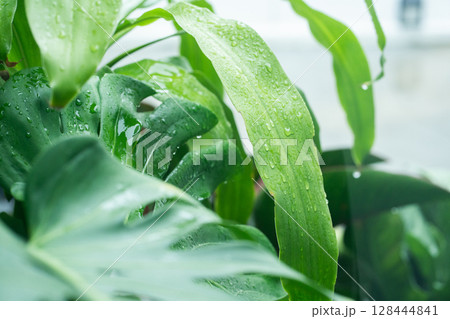 tree in rainy season with raindrop on tropical tree leaf in garden 128444841