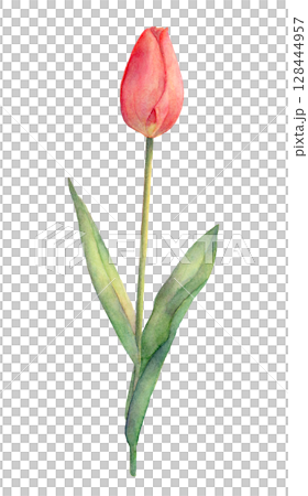 Watercolor tulip illustration 128444957