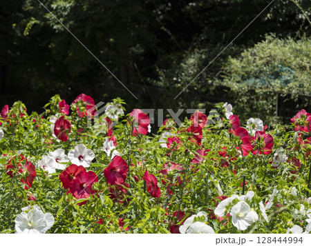 庭園に咲く赤と白のタイタンビカスの花 128444994