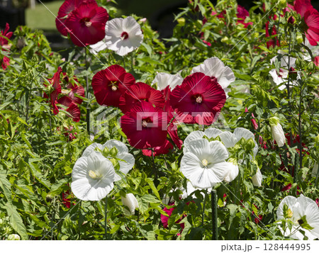 庭園に咲く赤と白のタイタンビカスの花 128444995
