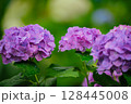 小平あじさい公園に咲くピンク色のあじさい 128445008