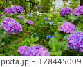小平あじさい公園に咲くピンク色のあじさい 128445009