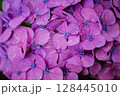 小平あじさい公園に咲くピンク色のあじさい 128445010