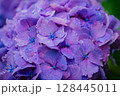 小平あじさい公園に咲くピンク色のあじさい 128445011