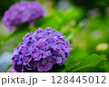 小平あじさい公園に咲くピンク色のあじさい 128445012