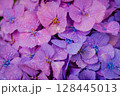 小平あじさい公園に咲くピンク色のあじさい 128445013