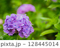 小平あじさい公園に咲くピンク色のあじさい 128445014