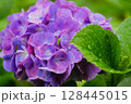 小平あじさい公園に咲くピンク色のあじさい 128445015
