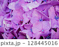 小平あじさい公園に咲くピンク色のあじさい 128445016