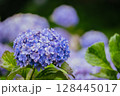 小平あじさい公園に咲くピンク色のあじさい 128445017