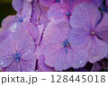 小平あじさい公園に咲くピンク色のあじさい 128445018