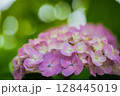 小平あじさい公園に咲くピンク色のあじさい 128445019