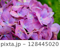 小平あじさい公園に咲くピンク色のあじさい 128445020