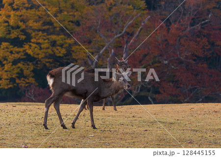 秋の古都奈良 早朝の奈良公園 飛火野の鹿と紅葉 秋の古都奈良 早朝の奈良公園 飛火野の鹿と紅葉 128445155