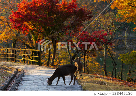 秋の古都奈良 早朝の奈良公園 鹿と紅葉 秋の古都奈良 早朝の奈良公園 鹿と紅葉 128445156