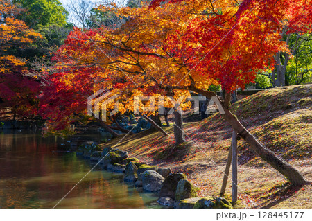 秋の古都奈良　紅葉の奈良公園　鷺池　 128445177