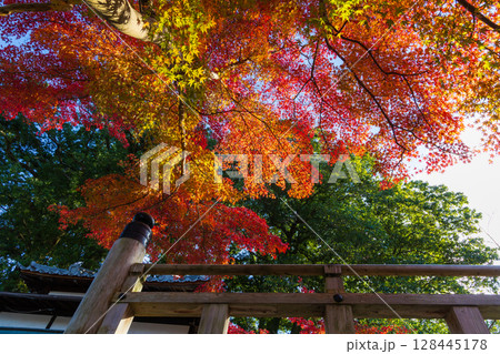 秋の古都奈良　紅葉の奈良公園　鷺池　 128445178
