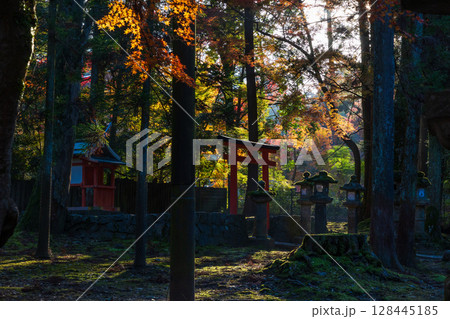 秋の古都奈良 紅葉の奈良公園 壺神神社 秋の古都奈良 紅葉の奈良公園 壺神神社 128445185