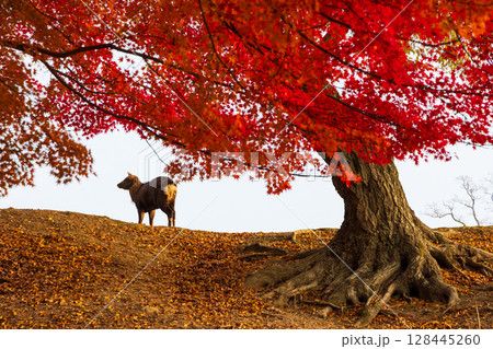 秋の古都奈良 早朝の奈良公園 飛火野の鹿と紅葉 秋の古都奈良 早朝の奈良公園 飛火野の鹿と紅葉 128445260