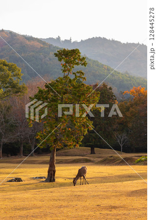秋の古都奈良　早朝の奈良公園　飛火野の鹿と紅葉 128445278