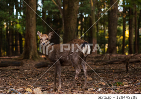 秋の古都奈良　奈良公園の鹿 128445288