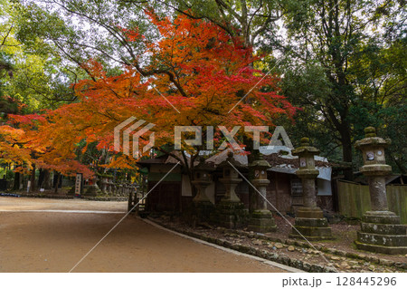 秋の古都奈良　紅葉の奈良公園 128445296