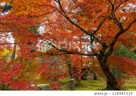 秋の古都奈良 紅葉の奈良公園 萬葉植物園 秋の古都奈良 紅葉の奈良公園 萬葉植物園 128445314