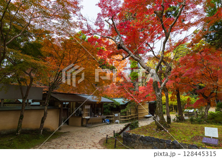 秋の古都奈良　紅葉の奈良公園　萬葉植物園 128445315