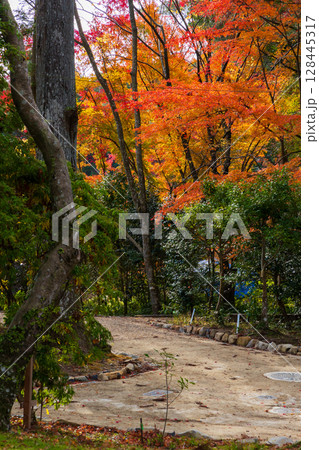 秋の古都奈良　紅葉の奈良公園　萬葉植物園 128445317