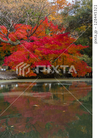 秋の古都奈良　紅葉の奈良公園　萬葉植物園 128445321