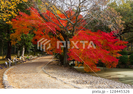 秋の古都奈良　紅葉の奈良公園　萬葉植物園 128445326