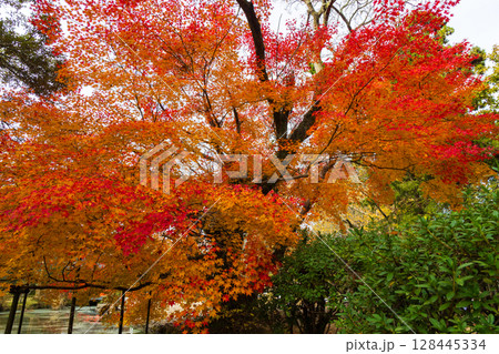 秋の古都奈良　紅葉の奈良公園　萬葉植物園 128445334