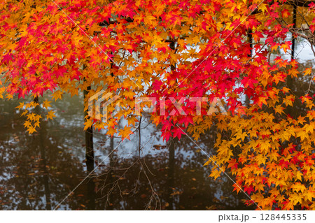 秋の古都奈良　紅葉の奈良公園　萬葉植物園 128445335
