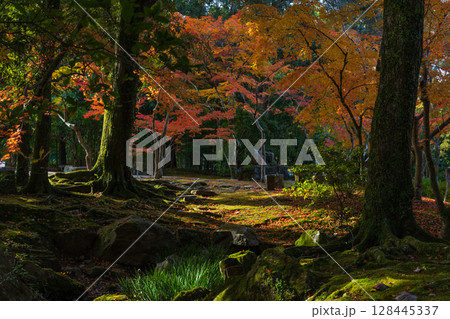 秋の古都奈良 紅葉の奈良公園 萬葉植物園 秋の古都奈良 紅葉の奈良公園 萬葉植物園 128445337