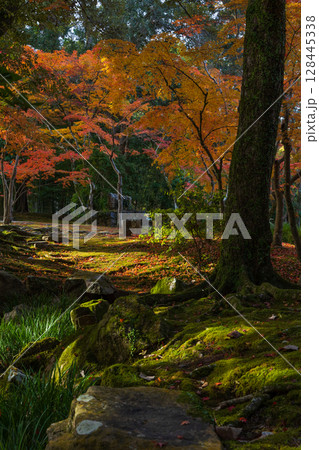 秋の古都奈良　紅葉の奈良公園　萬葉植物園 128445338