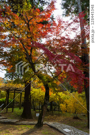 秋の古都奈良 紅葉の奈良公園 萬葉植物園 秋の古都奈良 紅葉の奈良公園 萬葉植物園 128445348